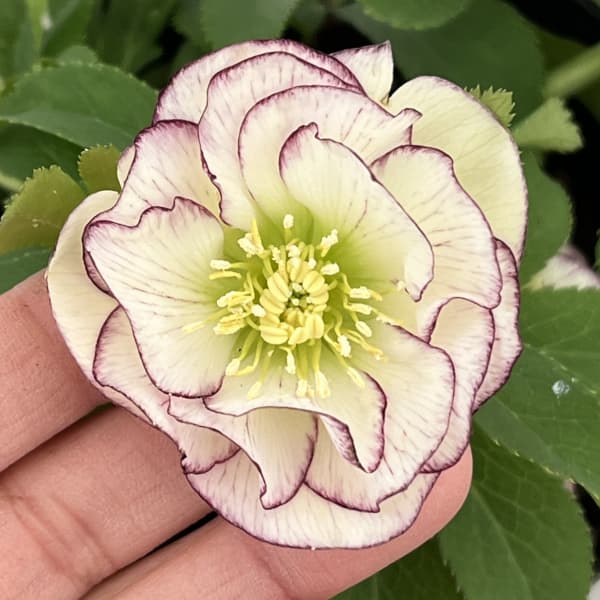 楽天市場】クリスマスローズ フレグランスの通販