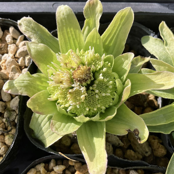 山野草の苗/ふき（蕗・ふきのとう）3.5号ポット