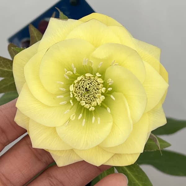 クリスマスローズ：ベーシックダブル26-51／1.5Lポット【現品販売】（開花～咲き進み株）