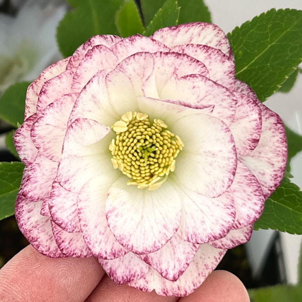 楽天市場】クリスマスローズ 絞りの通販