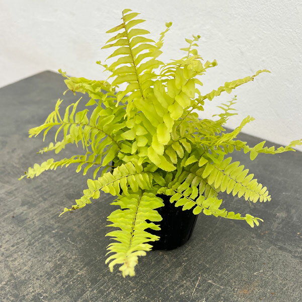 観葉植物/ネフロレピス：ブロンド 3号ポット
