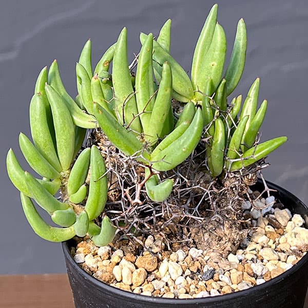 楽天市場】チレコドンの通販