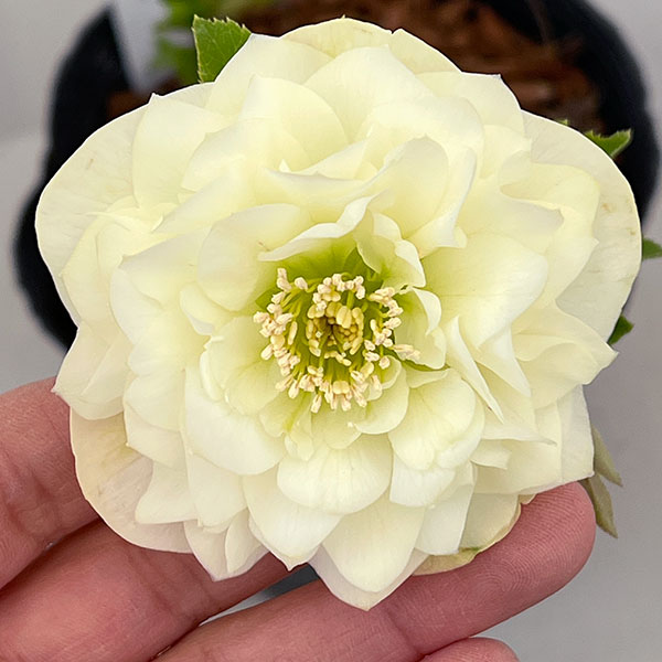 楽天市場】吉田園芸の通販