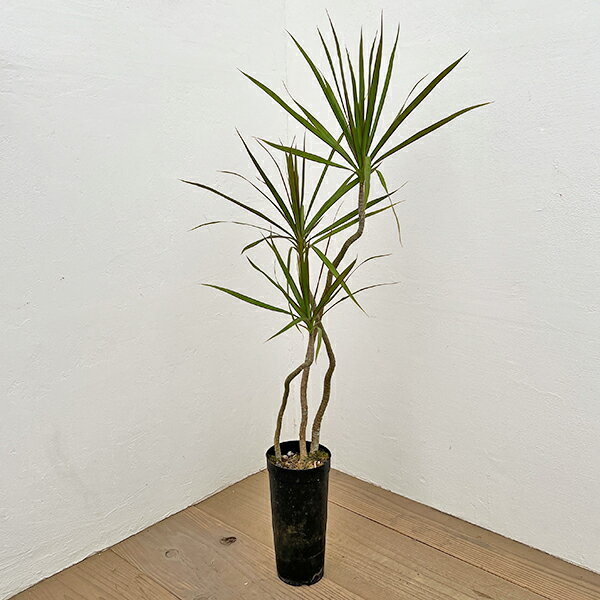 観葉植物/ドラセナ：コンシンネ 4号鉢植え
