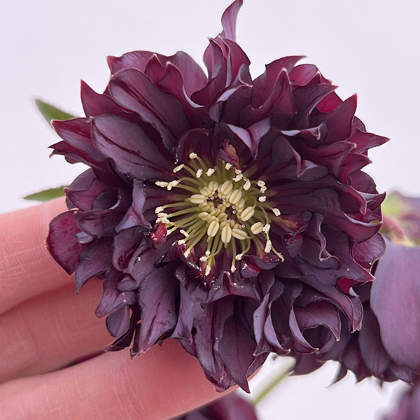 開花株細川さんのクリスマスローズ：ダブル26-38／4号ポット【現品販売】新潟の細川さんの開花株を分けていただきました！※葉に黒い点などが現れていることがございますが、低温などの環境の変化によるものですのでご了承くださいませ。■ご注意複数店舗で同時販売しているため、ご注文数がオーバーして商品のお届けができない場合があります。ご注文受付後に在庫確認を行い、改めてメールにてご連絡いたします。開花株のため、お届けするタイミングや気候によって、咲き進んでのお届けとなる場合があります。タイプキンポウゲ科の耐寒性宿根草草丈20〜30cm開花期2〜3月　日照半日陰むき育て方：半日陰を好みます。庭植え、鉢植え、コンテナに合います。 秋から5月頃までが生育期なので、肥料はこの間に与えてください。夏は木の陰などで涼しく過ごさせてください。詳しい栽培法は下記の栽培ガイドをご覧ください。細川さんのクリスマスローズ：ダブル26-38／4号ポット【現品販売】の栽培ガイドクリスマスローズの育て方と管理法11月のクリスマスローズのお手入れ10月のクリスマスローズのお手入れ9月のクリスマスローズのお手入れ8月のクリスマスローズのお手入れ7月のクリスマスローズのお手入れ12月のクリスマスローズのお手入れ1月のクリスマスローズのお手入れ2月のクリスマスローズのお手入れ3月のクリスマスローズのお手入れ4月のクリスマスローズのお手入れ5月のクリスマスローズのお手入れ6月のクリスマスローズのお手入れ可憐な花で庭を彩る「クリスマスローズ」