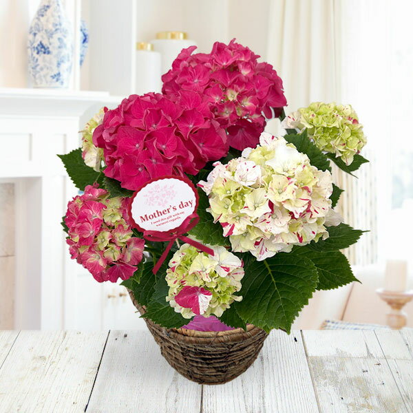 [送料無料][2026年 母の日ギフト][予約]アジサイ：寿（コトブキ）赤 5号鉢植え*[あじさい 母の日プレゼント]