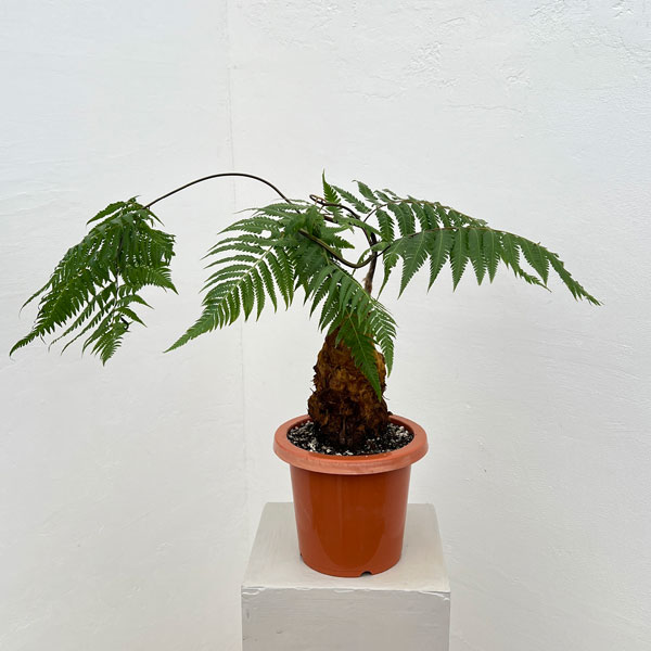 【現品】キンモウコウ　金毛狗【ゴールデンチャウチャウ】（シダ・羊歯）8号　６A番 観葉植物 キンモウコウ：ゴールデンモンキー タカワラビ*金毛狗 7号