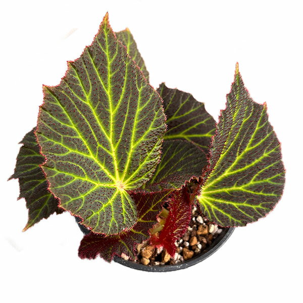 ベゴニア クロロネウラの商品画像