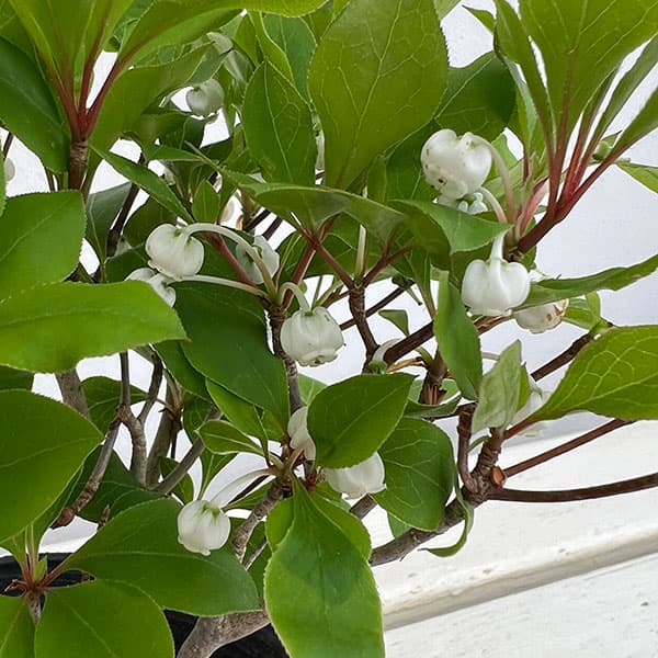 花木庭木の苗/ツクモドウダンツツジ...