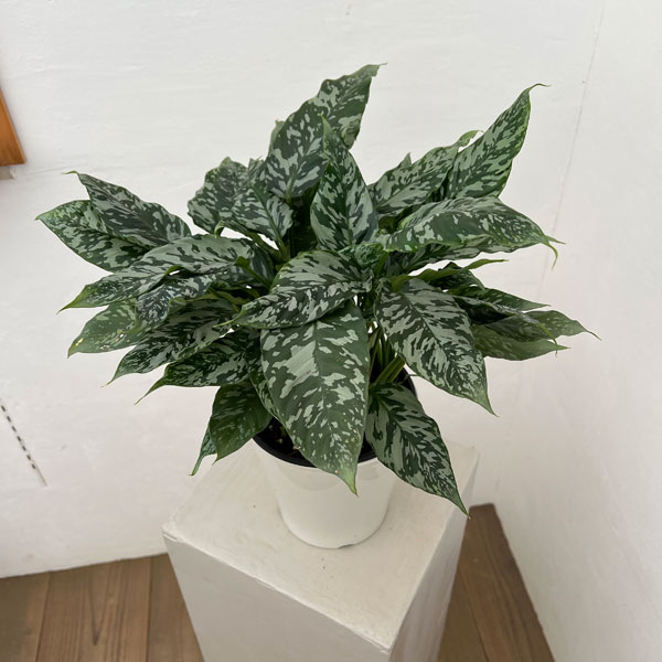 観葉植物/スキスマトグロッティス：SPタイランド 5号鉢植え