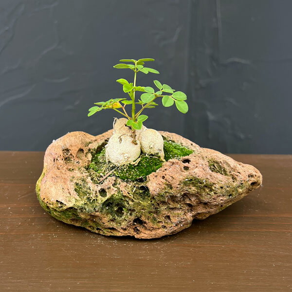楽天市場】モリンガ（観葉植物｜花・観葉植物）：花・ガーデン・DIYの通販