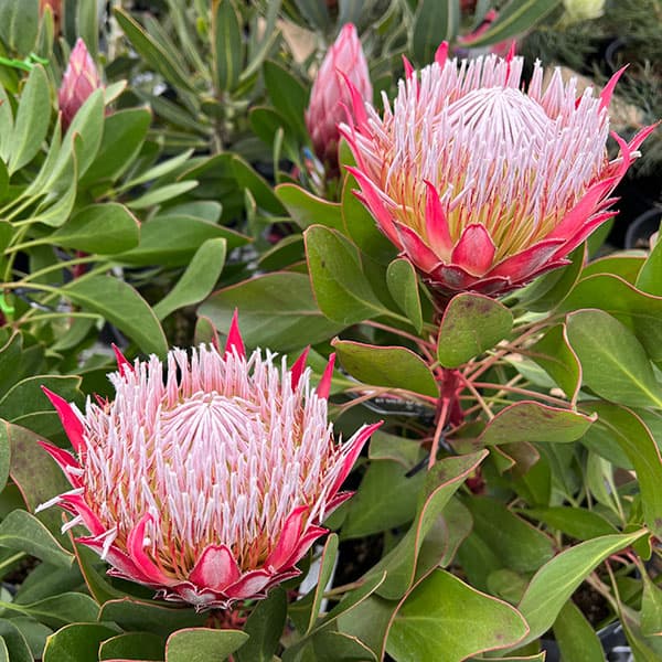 プロテア スサラ 8号 大苗 鉢植え 苗 オージー ネイティブ プランツ 楽天市場】プロテア 鉢植えの通販