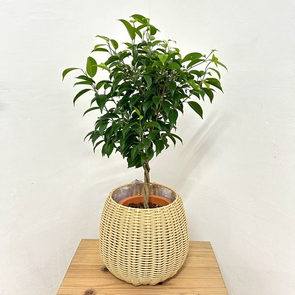 観葉植物/フィカス：ベンジャミン・...