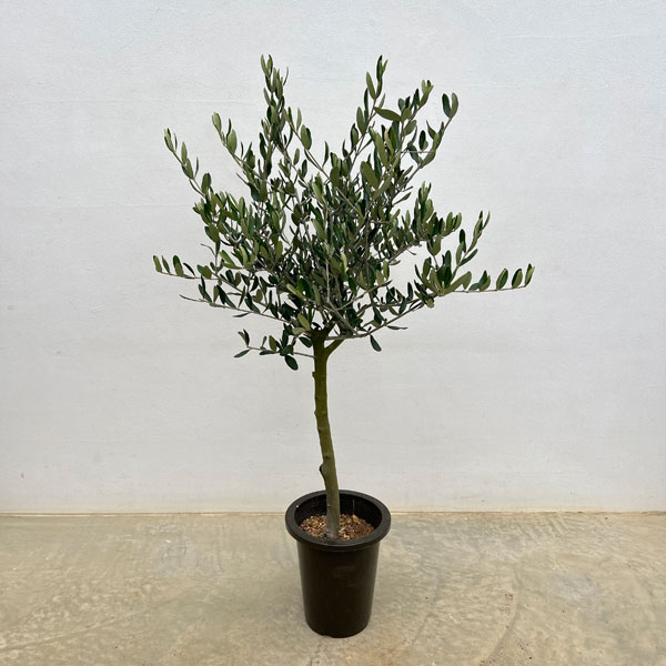 楽天市場】オリーブ 鉢植え ルッカの通販