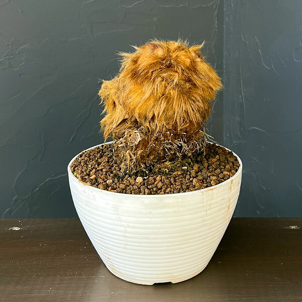 楽天市場】蕨（観葉植物｜花・観葉植物）：花・ガーデン・DIYの通販