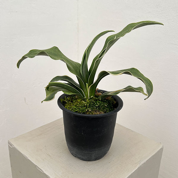 観葉植物/オモト（万年青）：錦明鳳（きんめいほう）4号プラ鉢【現品販売268748】