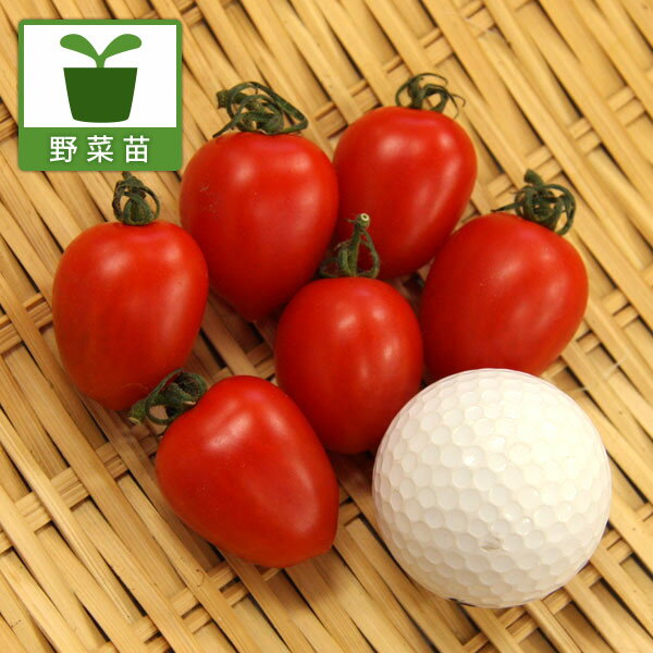 食感にこだわりました! トマトの苗野菜の苗/ミニトマト：高糖度シュガープラム自根苗3号ポット 6株セットさわやかな甘さと食感のよさが絶妙！プラム型のミニトマト。実と皮が一体化していて食感がよく、食べやすい品種です。甘さの中にさっぱりした酸味があり、バランスのよい味です。鉢植え、地植え、どちらでも栽培しやすい草丈です。特徴・甘い　糖度約10〜12度（2013年7月測定）のフルーツのような甘さの高糖度トマトです。さっぱりとsちあ酸味もありバランスのとれた味でパクパク食べられます。・うす皮　新食感　薄皮で皮と実が一体化しており、皮が口の中に残りません。食べやすい食感がやみつきになります。・高リコピン　抗酸化作用が強いといわれているリコピンが通常品種のミニトマトの1.5〜2倍含まれており、おいしく営業がとれます。（リコピン10.53mg%2013年7月測定）・簡単に作れる　鉢植え、地植え、どちらでも栽培しやすく、簡単においしい実が作れます。※糖度、リコピン含有量等、生育環境により個体差があります。タイプ:ナス科の非耐寒性1年草 実の平均重量15〜22g日当: 日当りを好む 用途: サラダ、グリル、煮物 栽培方法はトマトの育て方をご覧ください。栽培ポイント：植付け後、本葉5枚以下に付いている本芽は取り除く。育ってきたら支柱を立てて誘引する。1本仕立てにするため、主茎以外のわき芽は切り取る。一番下の実が大きくなったら追肥をし、用土近くにある葉は下から2〜3枚切り取る。写真は成長時（開花時）のイメージです。お届けの際はまだ苗です。お届け時の苗姿は個体差があります。表示の写真と異なることがあります。