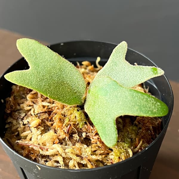 観葉植物/ビカクシダ：ウィリンキー...