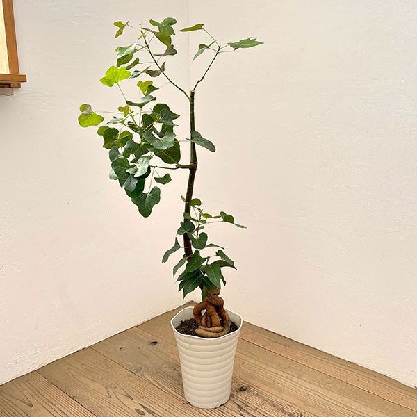 楽天市場】ブラキキトン（花・観葉植物｜花・ガーデン・DIY）の通販