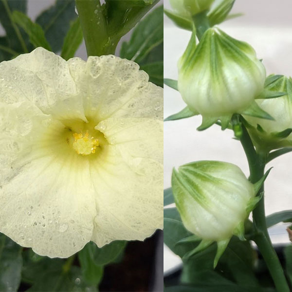 イエローの花に白い実 ハーブの仲間 秋に結実 さわやかなお茶にハーブの苗/ローゼル（ハイビスカローゼル）アイボリー3号ポットローゼルは主にハイビスカスティーの原料となる植物で、豊富な栄養価からも注目されています。初夏からハイビスカスのような花を咲かせ始め、その後に白い果実（花びらが落ちた後のガク片や総苞片）ができます。この果実を生のままジュースやジャム、サラダに利用できます。また、乾燥させた果実は長期保存でき、ハーブティーに利用できます。さわやかな酸味のハイビスカスティーは美容効果も抜群です。若葉や若芽も、サラダやおひたしとして食用できます。寒さに弱いため、日本では一年草扱いですが、冬季鉢植えにして室内に取り込めば冬越しできます。「アイボリー」は花がイエロー、実がホワイトの品種です。ティーにすると淡い琥珀色から薄ピンク色になり、酸味がやや穏やかでまろやかな味わいです。学名Hibiscus sabdariffa別名ロゼリ草・レモネードブッシュ科名・属名アオイ科フヨウ属分類非耐寒性多年草（日本では一年草扱い）原産地西アフリカ開花期11-3月草丈150-200cm日照日なた用途花壇、鉢植え利用部分花や果実（正確には肥大した萼と苞)＜育てて楽しむ＞料理葉は野菜として、種子は煎って食用ティーハイビスカス・ティー栽培方法：日当たりの良い場所で育てます。油粕などの有機質肥料を2ヶ月に1回位を施します。特に初夏より生育が旺盛になるので、肥料不足にならないようにします。また、草丈が高くなってきますと折れやすくなるので支柱を立ててください。酸性土に弱いので、雨の多いときには石灰などで酸性を中和してください。真夏は地温が上がるので遮光し涼しく管理します。収穫・利用方法：利用部分は成熟した果実（ガク片や総苞片）で、天日干しにしてよく乾燥させ、細かくちぎって熱湯を注ぎ5分ほどでティーを楽しめます。写真は成長時（開花時）のイメージですが、お届けの際はまだ苗です。ローゼル（ハイビスカローゼル）アイボリー3号ポットの栽培ガイド11月のハーブのお手入れ10月のハーブのお手入れ9月のハーブのお手入れ8月のハーブのお手入れ28月のハーブのお手入れ7月のハーブのお手入れ12月のハーブのお手入れ2月の野菜・ハーブ類のお手入れ3月のハーブのお手入れ4月のハーブのお手入れ5月のハーブのお手入れ6月のハーブのお手入れ2ハーブの育て方