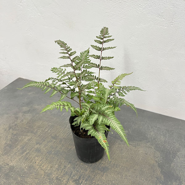 観葉植物/シダ：ニシキシダ ピューターレース 3.5号ポット*