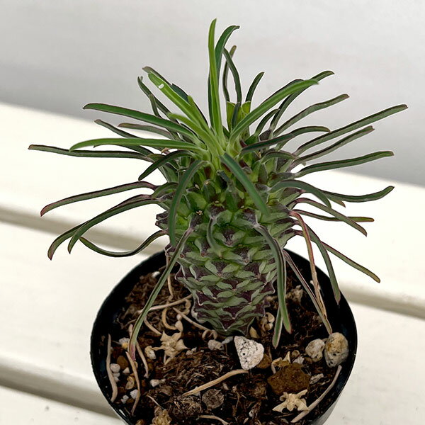 楽天市場】ユーフォルビア 種（観葉植物｜花・観葉植物）：花