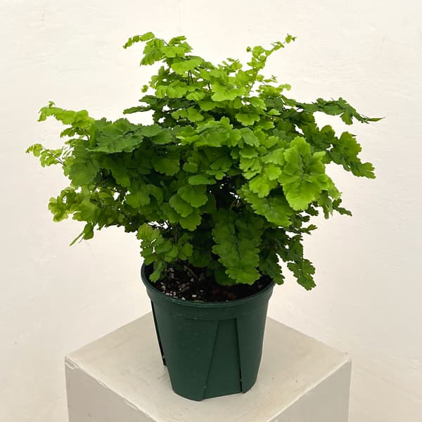 Rakuten - 観葉植物/アジアンタム：モノカラー 5号鉢植え
