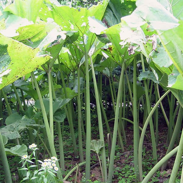 北海道産の大型のふき・家庭菜園に！ 野菜苗野菜の苗/フキ（蕗）：サホロフキ4-4.5号ポットさわやかなフキは、ほろ苦さと香りが喜ばれ、春の日本料理に欠かせないもの。半日陰のやや湿った土地に生えます。サホロフキ（佐幌蕗）は、北海道十勝地方で栽培される非常に大型のフキ（アキタブキの系統）です。成長すると葉柄（茎の部分）が約2メートル、葉の直径が1.5メートルを超えるほど巨大になり、加工用として親しまれています。繊維がしっかりしており、佃煮や砂糖漬けなどの加工用として高い人気を誇ります。栽培のしやすさ: 半日陰の涼しい場所を好み、庭やプランターでも根茎から手軽に育てることができます。フキノトウ（つぼみ）も大きく育ちますが、一般的なフキと同様にアクが強いため、食べる際はしっかりと下茹で（アク抜き）をしてください。タイプ：キク科の耐寒性多年草（冬季地上部無し）草丈：2m開花期：3〜4月（ふきのとう）日照：日向または半日陰向き耐寒性：マイナス30度栽培方法：丈夫で寒さにも強いので、一度植え付ければ毎年芽を出し増えてくれます。半日陰でやや湿気のある砂質壌土を好みます。丈夫な地下茎を伸ばしてどんどん増えますので栽培は簡単です。雑草対策で敷きわらなど行うと、乾燥も防ぐので効果的。肥料は秋と冬に有機質肥料を施します。芽だしの頃からスダレなどで寒風よけをして、フキノトウは採ってしまい、その後フキが70cmくらいになったら間引きをすると、大きなフキが6月頃収穫できます。高温、乾燥条件では野山に生えてるフキと同じくらいにしかなりません。利用方法：春先に出るフキノトウは花が開かないうちにホウごと摘み取り、フキ味噌、てんぷら、汁の実、煮物などに利用します。葉柄は十分に育ったら根元から切り取り、塩ずりしてたっぷりの熱湯で茹で、やわらかくなったら冷水にとってしばらく水にさらし、皮をむきます。煮物、てんぷら、フキご飯、佃煮などにご利用ください。咳止めや利尿、痰きりなどに効果があるとして古くから薬用に用いられてきました。写真は成長時のイメージですが、お届けの際はまだ苗です。冬季は地上部がない状態となりますので、ご了承ください。フキ（蕗）：サホロフキ4-4.5号ポットの栽培ガイド春の山菜