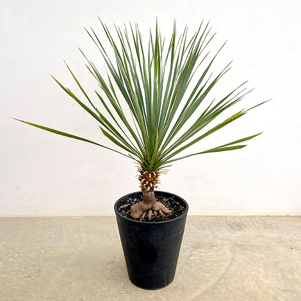 選抜品種】 幹極太 ユッカ ロストラータ 10号 陶器鉢 植え込み発送