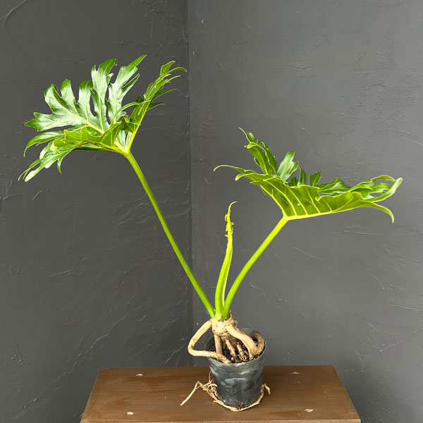 観葉植物/フィロデンドロン：セローム（幹上がり） 4号