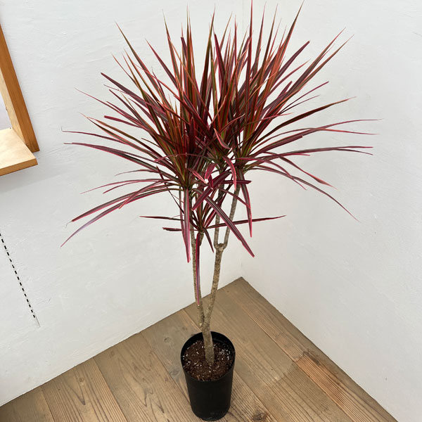 観葉植物/ドラセナ：コンシンネスカ...