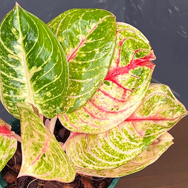 観葉植物/アグラオネマ：ピンクムー...