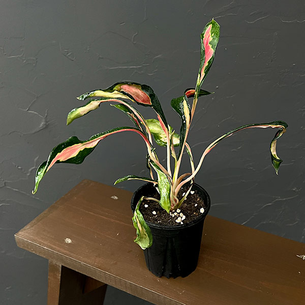 観葉植物/アグラオネマ：メデューサ 3.5号ポット