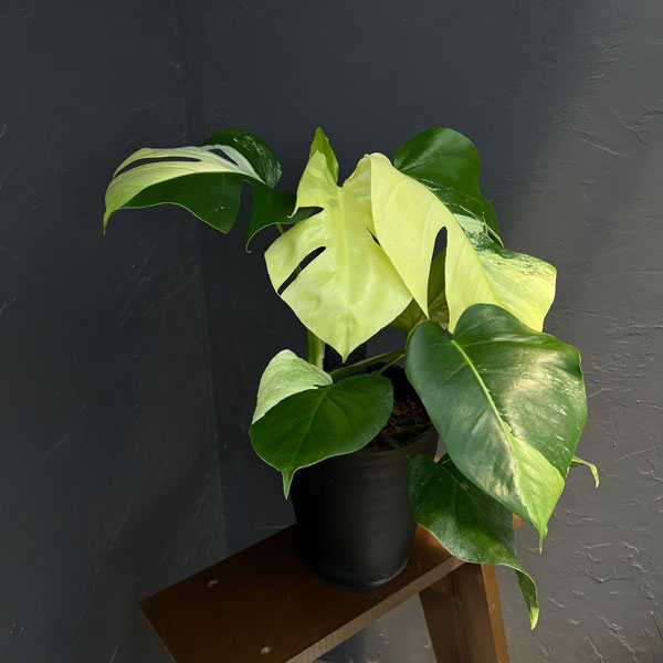 楽天市場】斑入り モンステラ（花・観葉植物｜花・ガーデン・DIY）の通販