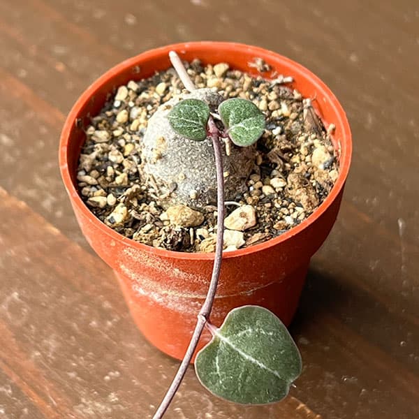楽天市場】ハートカズラ（観葉植物｜花・観葉植物）：花・ガーデン