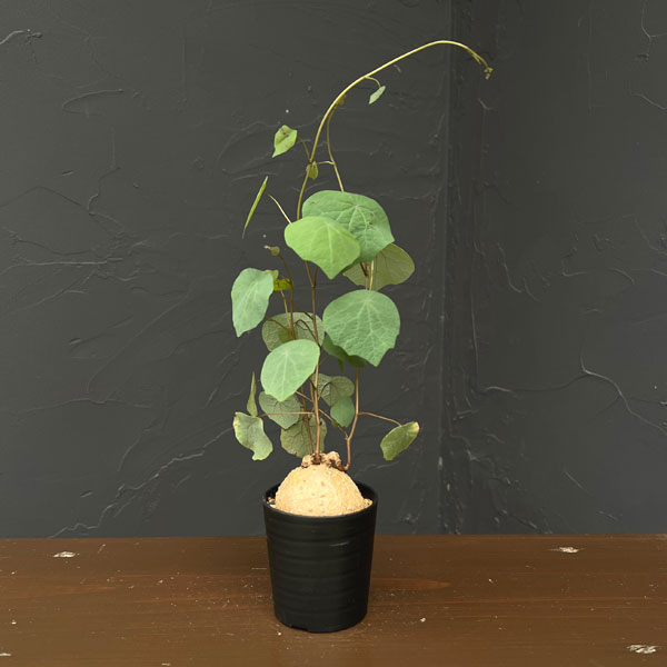 楽天市場】ステファニア 植物（観葉植物｜花・観葉植物）：花