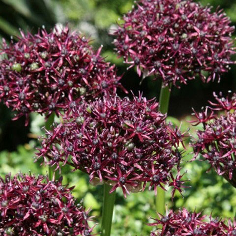 5〜6月開花 小輪でダークパープルの印象的な花 秋植え球根球根/アリウム ：アトロプルプレウム 4球セットダークな赤紫色が、初夏の庭に美しいコントラストを生み出すアリウムです。直径5cm程の半球状に小さな星型の花を咲かせます。水はけと日当たりが良ければ植えっぱなしでも育ちますが、日本の梅雨や夏の湿気で球根が傷むことがあります。多湿を避けるため、葉が枯れたら球根を掘り上げて涼しい場所で管理すると安心です。学名：Allium atropurpureum植えつけ時期：9月-12月花期：5月-6月草丈：約60-90cm用途：庭植え、鉢植え、切花栽培方法：日当たり、排水の良い場所に植え付けてください。寒さに強いので、冬場は特に管理は不要です。花が終わったら花がらをすぐに取り、来年の為に肥料を与え球根を大きくしてあげて下さい。※裸球でのお届けです。絵ラベルはついていません。写真は開花時のイメージです。※球根の表皮が剥けていたり、細かな傷がある場合がございます。生育には支障ありません。アリウム ：アトロプルプレウム 4球セットの栽培ガイド秋植え球根のダブルデッカー植え球根の植付け秋植え球根【秋植え球根】植えつけ深さの目安庭にリズムと立体感を！アリウムの育て方植えっぱなしで毎年咲く、おすすめの球根植物