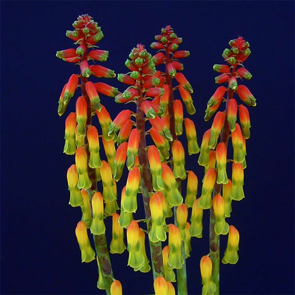 小型 4月-5月開花 南アフリカ原産 開花期間が長く珍しい球根植物球根/ラケナリア トリカラー3球セット希少な球根植物。ラケナリアは南アフリカに自生するユリ科の球根植物。原種であるラケナリア・アロイデス（Lachenalia aloides）の変種の一つです。穂状の花を多数咲かせ、開花期間も1ヶ月以上と長いのが特徴です。花が上向きに咲くヒヤシンスタイプと下向きに咲くペンデュラスタイプがあります。トリカラーはは、赤・黄・緑などの鮮やかな色彩がグラデーションのように交じり合う花色です。アールヌーボー調のガラス細工のような独特で美しい花姿が魅力です。学名： Lachenalia aloides var. tricolorタイプ：キジカクシ（旧ユリ）科半耐寒性球根植物（関東以南なら露地で越冬可能）草丈：約30cm植え付け適期9-10月開花期：3月下旬〜4月下旬栽培方法：日当たりのよい場所で、有機質に富んだ砂混じりの土が最適です。よく耕した土に化学肥料等をまぜ、5〜10センチ間隔に、5〜8センチの深さで植えます。植付後すぐに過湿にすると球根が腐る事があるので、芽が動くまでは水やりを控えめにしてください。発芽後は水切れすると花が貧弱になったり色あせてしまいますので、冬もたっぷり水をやってください。数年は植えつけたままにできます。自然分球で増えていきます。花後堀り上げる場合は葉が枯れてから掘り上げ、半月程陰干しして冷暗所で保存します。写真は開花時のイメージです。★バラ球を無地袋に詰めた状態でお届けします。カラーラベルは付いていません★※球根の表皮が剥けていたり、細かな傷がある場合があります。また、9月に芽が出始めるため、お届け時に芽が伸びている場合がありますが、生育には支障ありません。ラケナリア トリカラー3球セットの栽培ガイド秋植え球根のダブルデッカー植え球根の植付け秋植え球根