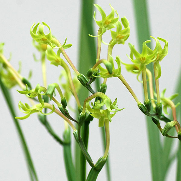 5月〜6月開花 ラペロージア 南アフリカ原産のワイルドフラワー 球根植物球根/ラペイロージア ビリジス 3球セットラペイロージアは南アフリカ原産の球根植物。山野草のような雰囲気で、ワイルドフラワーとして人気です。アヤメ科でヒメヒオウギの近縁種です。整った六弁花ブロッチが入る可憐な花です。強健で育てやすい品種です。成長も早く、鉢植えで楽しめ、また暖地ではこぼれ種で増えるほど丈夫です。寒さにはやや弱いので、冬は凍らせないように管理してください。ビリジスは珍しいグリーンカラーの個性的な花を咲かせます。咲き進むにつれて、花弁が赤みを帯び、切り花として人気となっています。半耐寒性なので冬のあいだは室内で霜よけしましょう。学名Lapeirousia viridisタイプアヤメ科ラペイロージア属の半耐寒性球根植物草丈20〜40cm開花期5〜6月頃日照日なた耐寒性5度まで栽培方法： 半日陰でも栽培できますが花が少なくなるのでなるべく日当たりのよい場所を選びます。3月から5月の成長期は水をたっぷり与え、開花後は徐々に水を減らし、休眠する夏は水やりしないようにします。10月頃から徐々に水やりを再開してください。秋に球根を掘り上げ、新しい土で植えなおすとよく生育します。冬に温暖な場所では戸外で冬越しできますが、株元を腐葉土でマルチングするなど、凍結させないように注意が必要です。寒冷地では冬は鉢植えにして室内の明るい窓辺などで冬越しさせてください。写真は開花時のイメージです。★バラ球を無地袋に詰めた状態でお届けします。カラーラベルは付いていません★※球根の表皮が剥けていたり、細かな傷がある場合がありますが、生育には支障ありません。ラペイロージア ビリジス 3球セットの栽培ガイド秋植え球根のダブルデッカー植え球根の植付け秋植え球根