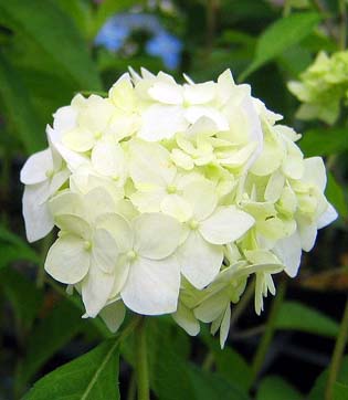 楽天市場】あじさい 4号の通販