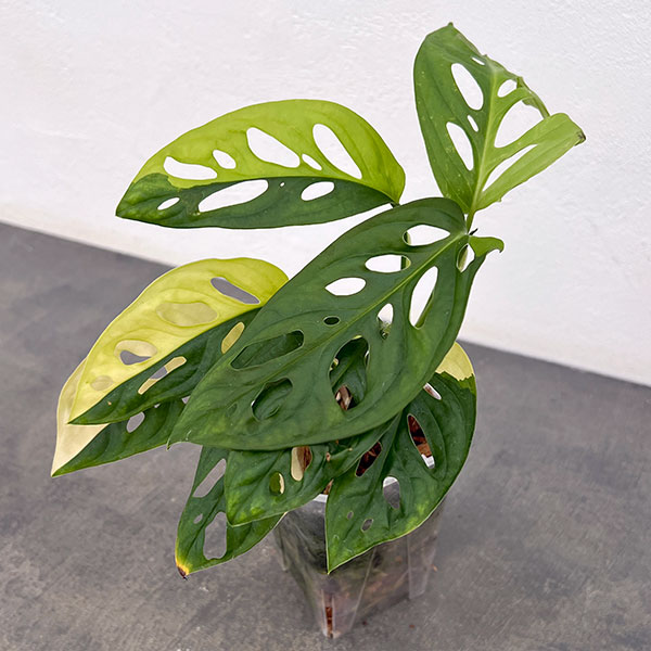 観葉植物/マドカズラ（黄斑入） 3.5号ネガミエルねこチップ植え25-02