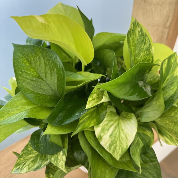 観葉植物/ポトス3種ミックス植え5...