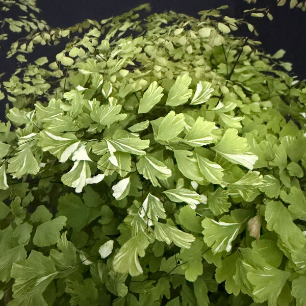 観葉植物/アジアンタム：スノーフレーク 5号鉢植え