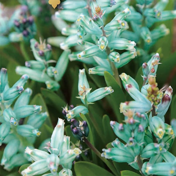 球根/ラケナリア：ビリディフローラ 2球セット