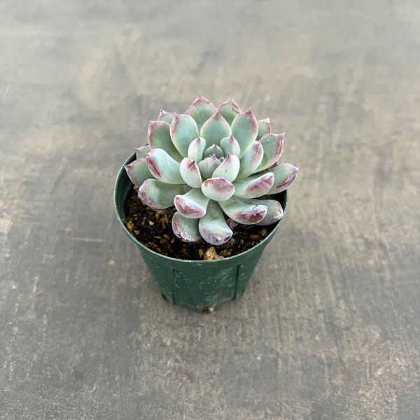 観葉植物/エケベリア：風花雪月 2号ポット