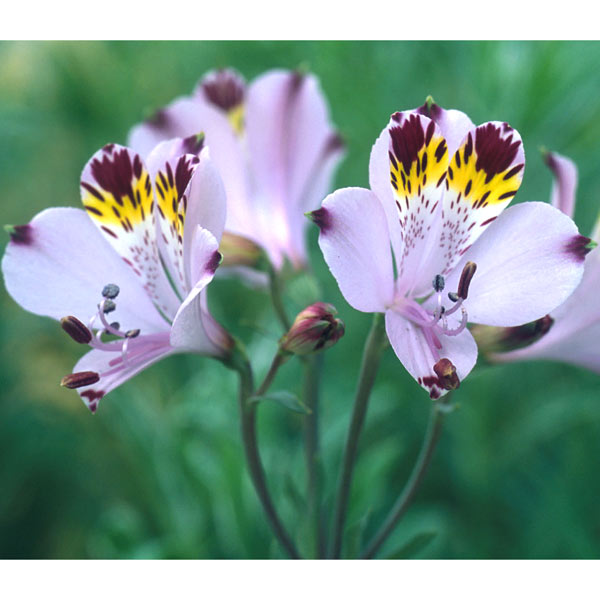 球根/アルストロメリア：ヴィオラセア ブルー1球