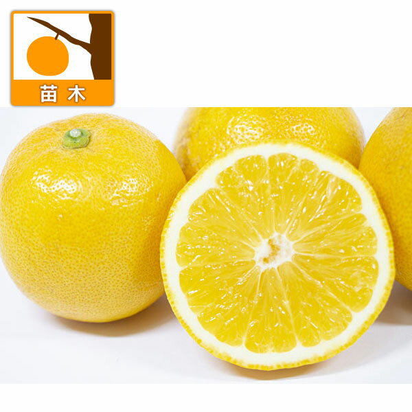 果樹の苗/レモン：スイートレモネー...