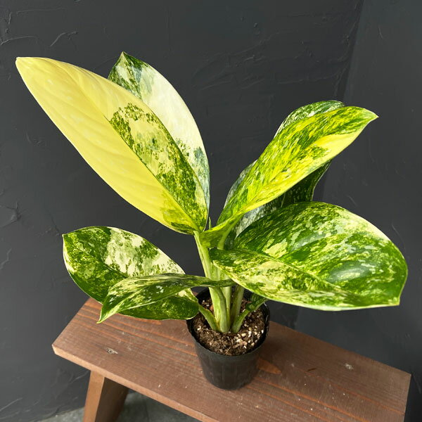 観葉植物/アグラオネマ：ニューハイブリッド 3.5号ポット