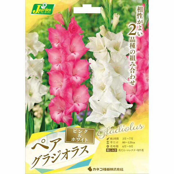 球根/グラジオラス（ペア）：ピンク＆ホワイト 6球入り