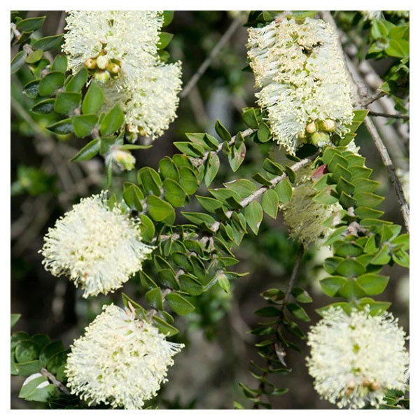 花木 庭木の苗/メラレウカ：センテッドペーパーバーク3号ポット...